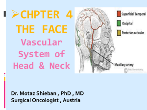 Common Carotid Artery