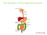The Wonders of the Digestive System by Matthieu