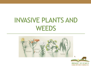 Invasive Plants and Weeds