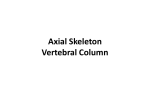 Axial Skeleton - Vertebral Column