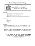 Dissecting a Chicken Wing Answer Sheet