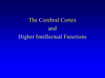 The Cerebral Cortex and Higher Intellectual Functions