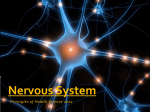 Nervous System