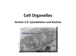 Notes Section 3.2: Cytoskeleton and Nucleus
