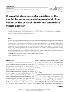 Unusual bilateral muscular variation in the medial forearm: separate