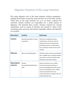 Digestive Function of the Large Intestine