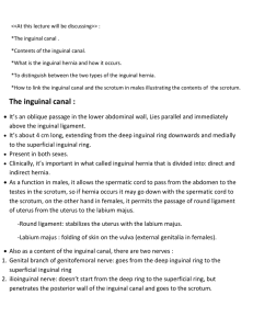 The inguinal canal :