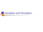 04 Sensation and perception