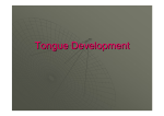 lec.3 Tongue Development