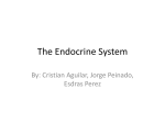 The Endocrine System