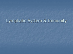 Lymphatic System