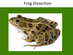 Frog Body Parts and Functions