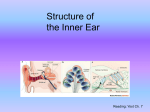 Structure of the Inner Ear