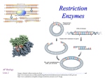 Restriction Enzymes - mvhs