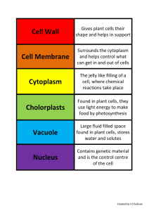 Cell Wall Cell Membrane Cytoplasm Cholorplasts Vacuole Nucleus