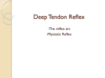 Deep Tendon Reflex
