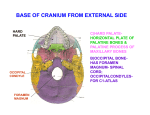 base of cranium from external side