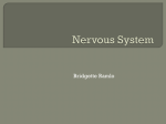 Nervous System