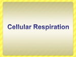 Cellular Respiration - Fall River Public Schools