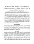 Slow Dynamics of the Amphibian Tympanic Membrane