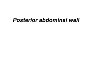 Inferior Mesenteric Vein