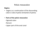 Parts of the pelvic mesocolon