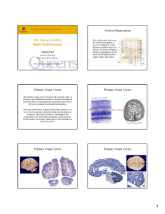 LISC-322 Neuroscience Cortical Organization Primary Visual Cortex