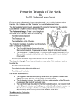 Posterior Triangle of the Neck HO