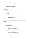 Spinal Cord – Gross Anatomy