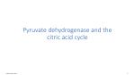 5-PDH_and_TCA_cycle