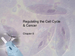 Regulation of the Cell Cycle / Cancer