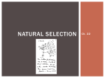 Natural Selection Darwin ppt