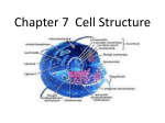 Chapter 7 Cell Structure