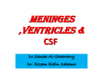 Meninges ventricles and CSF