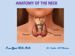 Anterior Cervical Region - Yeditepe University Dentistry Anatomy