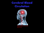 L18-CerebralCirculation