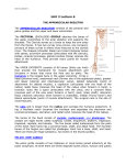 THE APPENDICULAR SKELETON