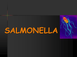 SALMONELLA