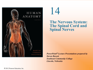 The Nervous System: Spinal Nerves