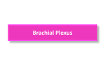 Brachial Plexus