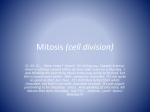 Mitosis (cell division)