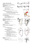 1 Anatomy - Upper Limb – Bones