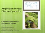 Did the world wide amphibian emerging infectious disease originate