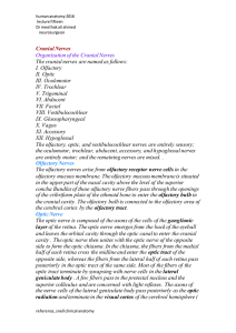 Cranial Nerves Organization of the Cranial Nerves The cranial