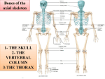 Skull - ISpatula