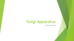 Golgi Apparatus 2