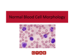 Normal Blood Cell Morphology PowerPoint