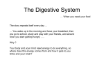 The Digestive System - DidatticaDuePuntoZero