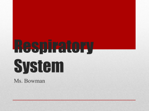 Respiratory System PowerPoint