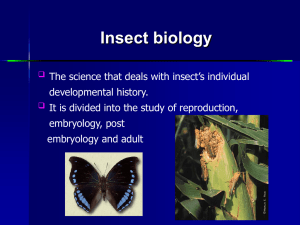 Insect mimicry
